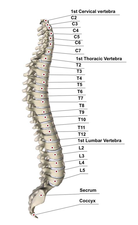 Spine With Vertebrae Labeled Human Heart Anatomy Human Bones Anatomy