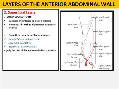 1 St Lecture Anterior Abdominal Wall And Inguinal