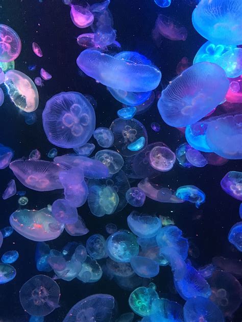 Marine Life Jellyfish Colourfull Jellyfish Painting Neon
