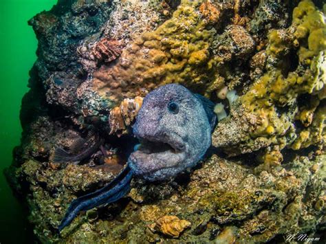 Wolf Eels A Face Only A Mother Could Loveunderwater Photography Guide
