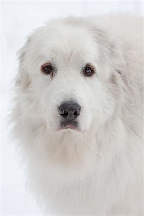 Great Pyrenees Stock Photo Image Of Adorable Great 16893550