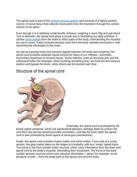 Spinal Cord Notes The Spinal Cord Is Part Of The Central Nervous
