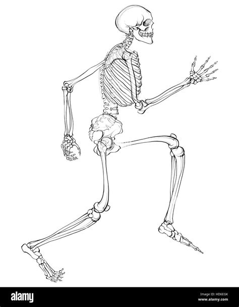 Human Skeletal System Stock Photo Alamy