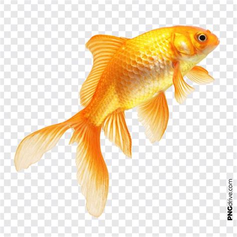 A Goldfish Swimming In The Water With No Background Hd Png Clipart