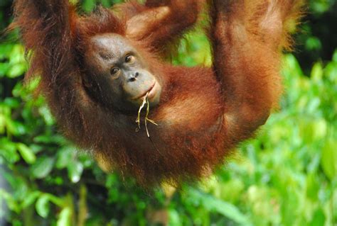 Other places to see orangutans in borneo include. Where Do Orangutans Live? And Nine Other Orangutan Facts ...