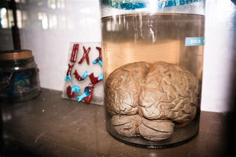 The Quintessential Brain In A Jar Kaushik Narasimhan