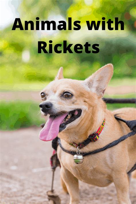 Older dogs are less likely to get affected by rickets. Rickets in Animals - Happy Bichon - Simplydogowners