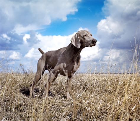 Pointing Dog Blog Breed Of The Week The Weimaraner Part 2