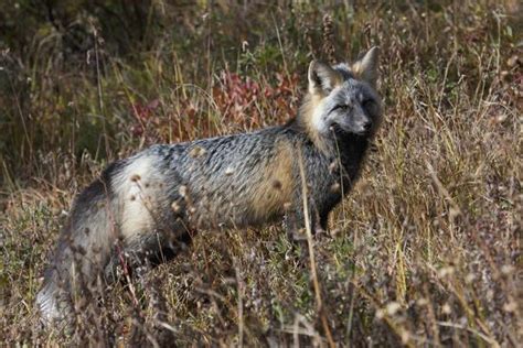 Cascades Red Fox Photographic Print Ken Archer