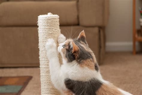 Cat Scratching Why Cats Do It And How To Prevent It