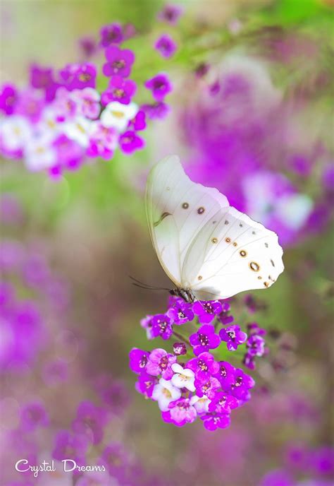 Tatiana Krylova Photography Крылья бабочки Ботанические иллюстрации