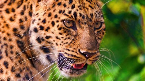 1920x1080 Leopard Look Panthera Pardus Leopard Profile Face