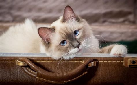 Cute White Cat Inside Bag Showing Head Outside 4k Hd Animals Wallpapers