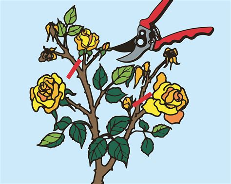 Pflegeanleitung Rosenpflege Im Jahresverlauf Zulauf Gartencenter
