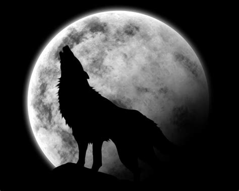 Wolf Howl World Of Wolfs And Werewolfs Photo 11131990 Fanpop