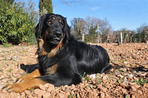Auf einen landwirtschaftlichen betrieb gehört einfach ein hofhund. Hof- und Beschützerhunde: Vierbeinige Bodyguards