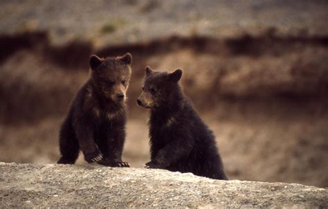 Bear Cubs Glossy Poster Picture Photo Baby Grizzly Polar Animals Decor