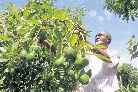 Avocado Tree Earn Real Money Growing Avocado In Ghana Lets Talk