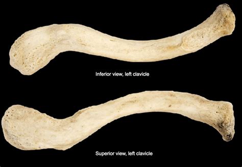 Lab 11 Clavicle Bone Diagram Quizlet