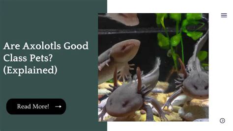 Are Axolotls Good Class Pets Explained Unified Pets