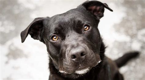 Pitbull Labrador Retriever Mix Aka Labrabull Or Pitador Breed Info