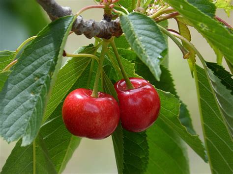 Free Photo Cherries Cherry Red Fruit Sweet Hippopx
