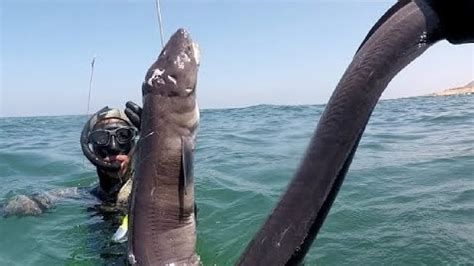 Amazing Fastest Catching Giant Sea Eel You Need To See Processing