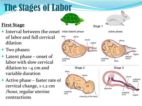 Stages Of Labor