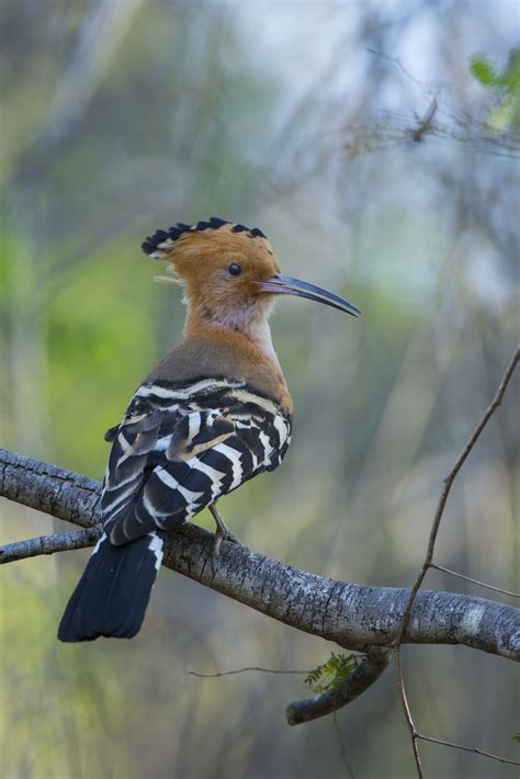 Hoopoe Madagascar Big Game Fishing And Water Adventures