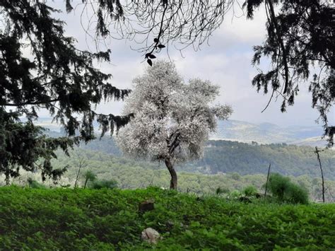 Almond Tree Blooming Galilee Israel Stock Photo Image Of Galilee