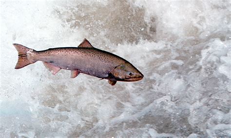 Canada Moves To Save Pacific Chinook Salmon Rci English
