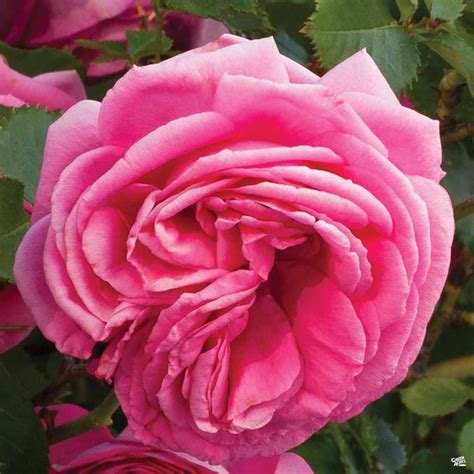 Pretty In Pink Eden® Climbing Rose — Green Acres Nursery And Supply