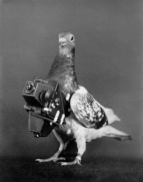 Animal Espionage From 1908 Pigeons Were Fitted With Cameras To Take