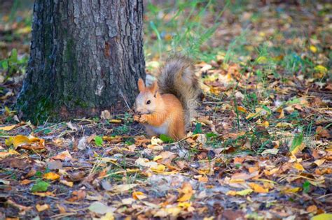 Red Squirrel In The Forest Eating A Hazelnut Stock Photo Image Of