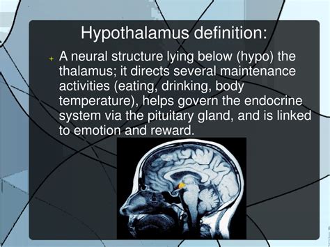 ppt hypothalamus powerpoint presentation free download id 9696079