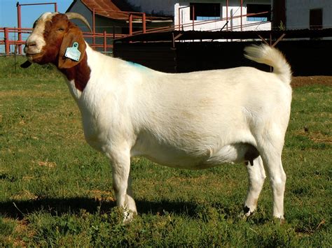 Largest Goat Breed In World World Biggest Goat Boer Goat Ewe Cabras