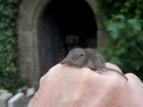 Etruscan Shrews Will Blow Your Mind Featured Creature