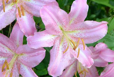 Shop Oriental Lily Josephine And Other Seeds At Harvesting History