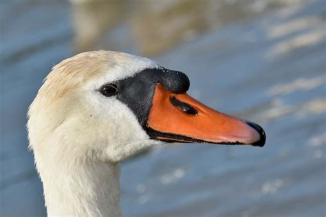 Free Picture Detail Head Swan Wildlife Aquatic Bird Waterfowl