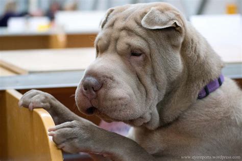 Cornell To Offer New Test For Shar Pei Breed Veterinary