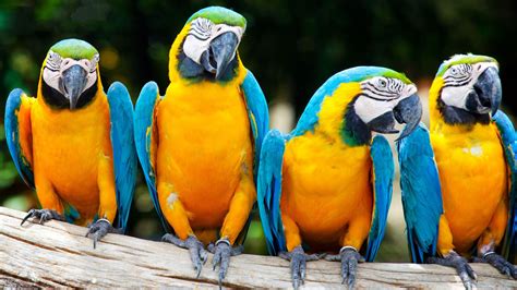 Macaw Parrot Hd Wallpapers High Definition Free Background