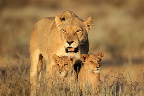 Fonds Decran Fauve Lions Petits Lionne Trois 3 Animaux Télécharger Photo