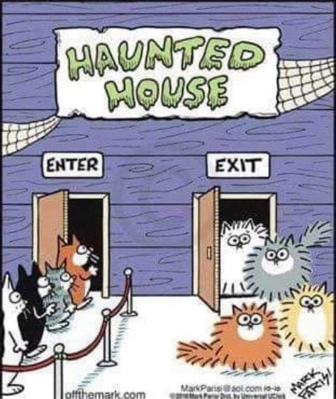 Yep Thats Our Cat When Hes Spooked Funny Halloween Memes