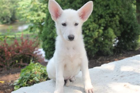 Vegas puppy 11 weekls old. Here is a pure white german Shepherd puppy for sale at ...