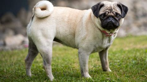 Pug Facts 10 Amused Facts About Pug Interesting Facts