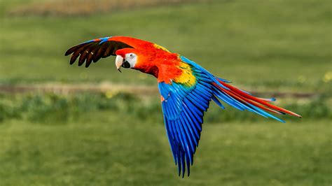 Scarlet Macaw — Full Profile History And Care
