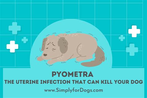 Pyometra The Uterine Infection That Can Kill Your Dog Simply For Dogs