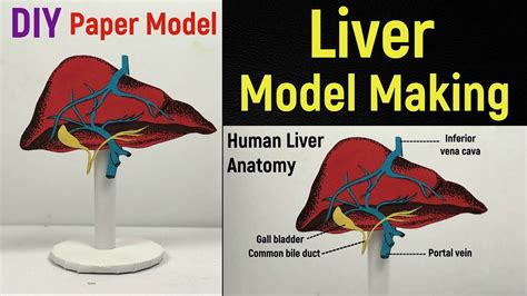 Liver Model Making Liver Model Science Project Liver Model Anatomy