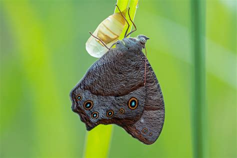 Evening Brown Butterfly Melanitis Leda Wet Season Form Flickr