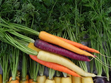 Variety Highlights A Rainbow Of Carrots Osborne Seed